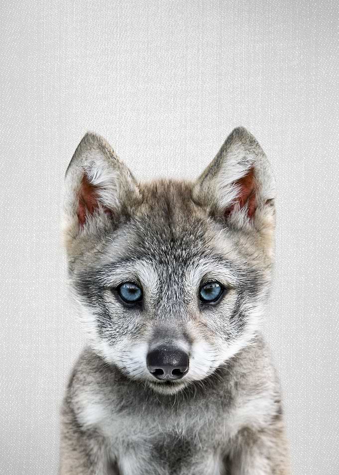 Baby Wolf Colorful
