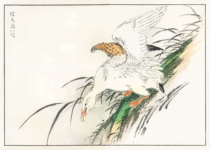 Albatross illustration