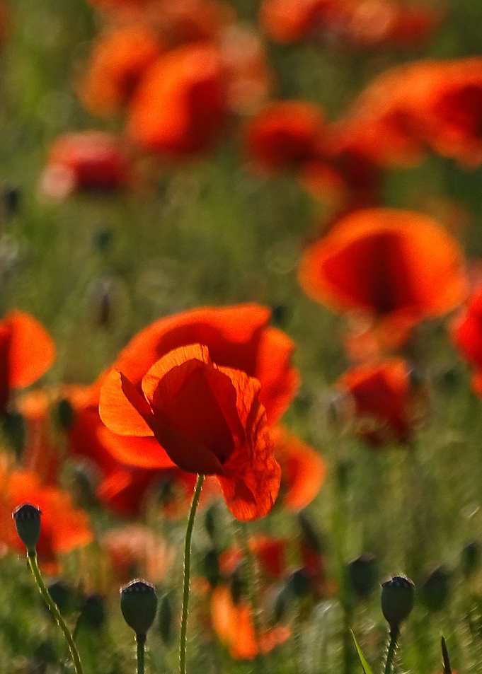 Flaming red poppy