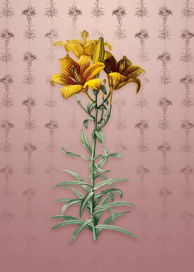 Fire Lily on Dusty Pink