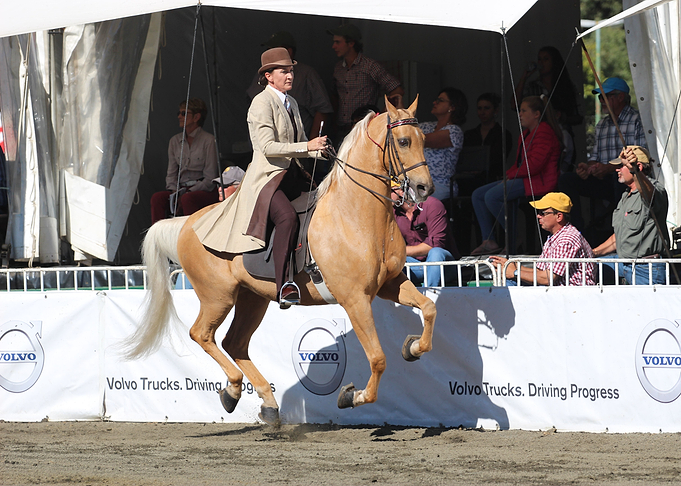 American Saddlebred