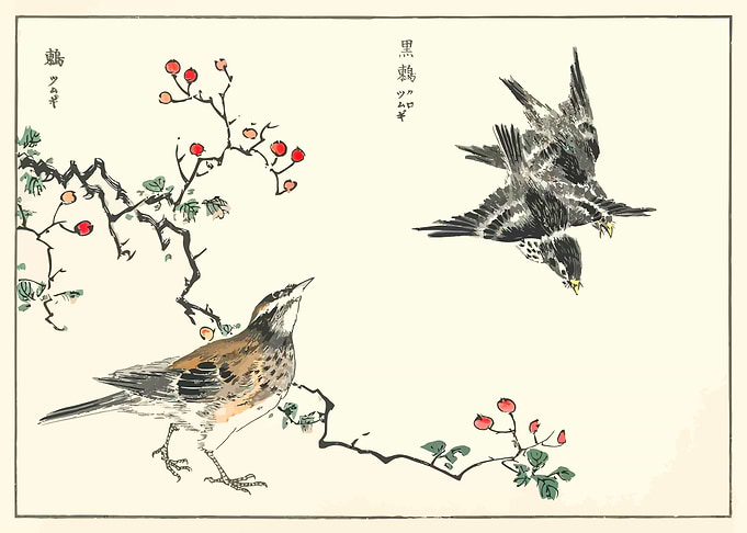 Dosky Thrush and Grey