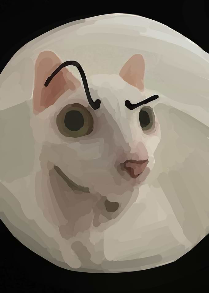 funny cat