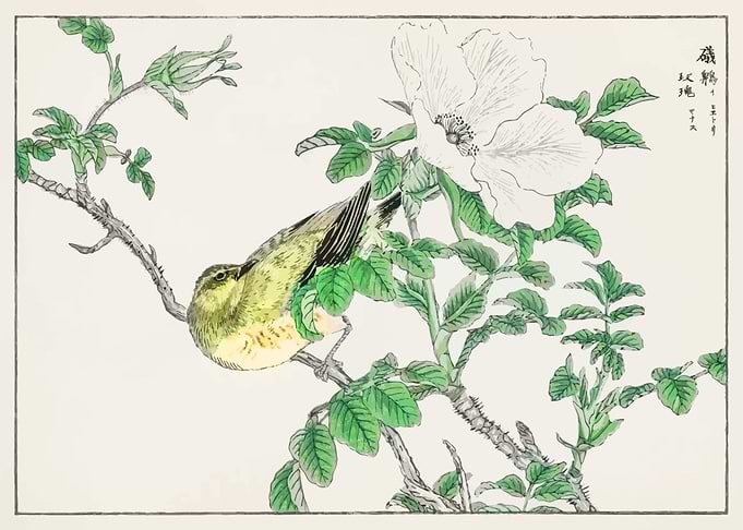 Bulbul and Rosa Rugosa