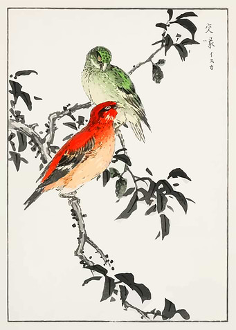 Crossbill illustration