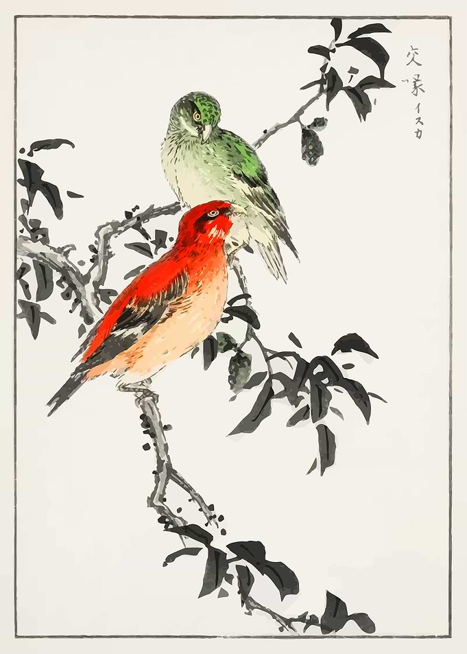 Crossbill illustration