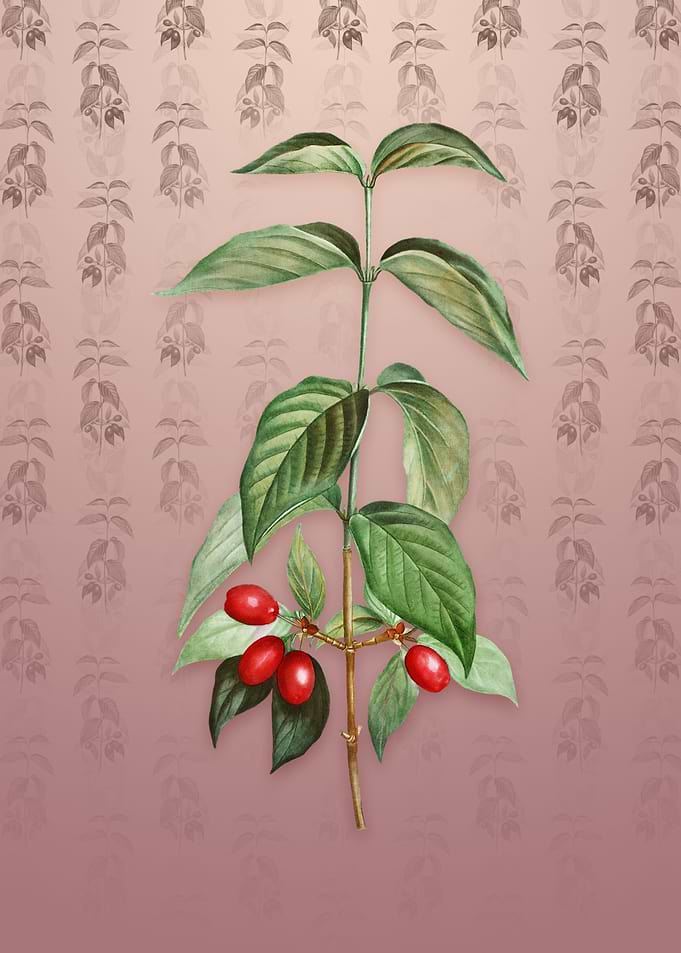 Vintage Cornelian Cherry