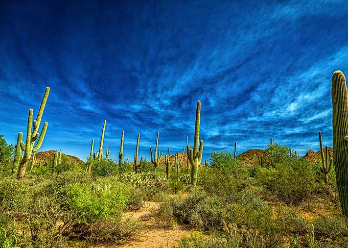Saguaro National Park