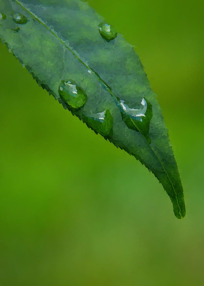rain drops