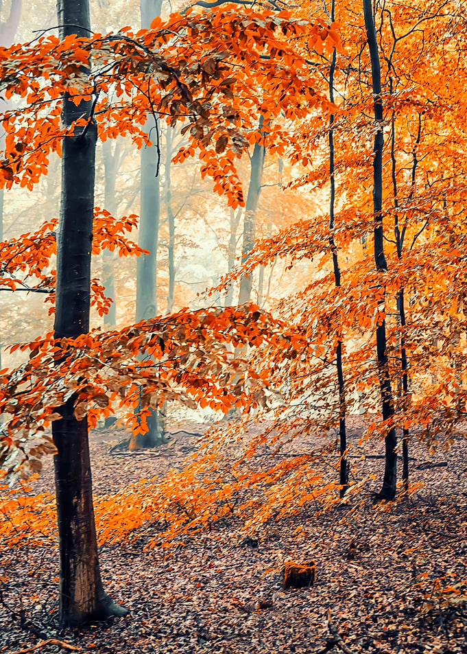 Autumn Vibes