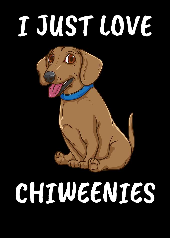 Dog Owner Chiweenie Dog