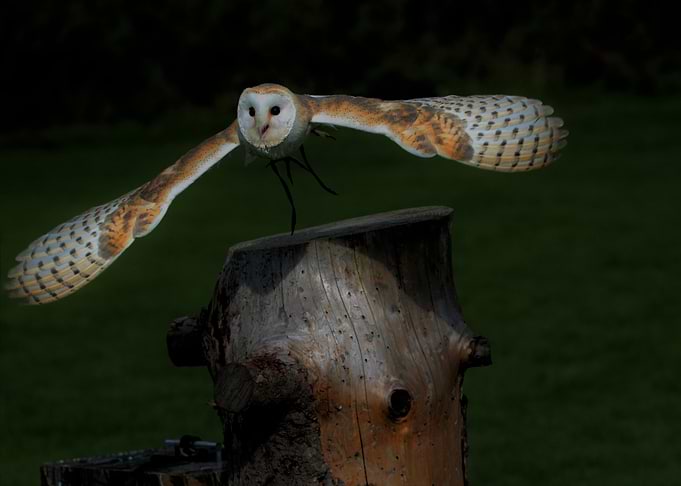 Night Owl