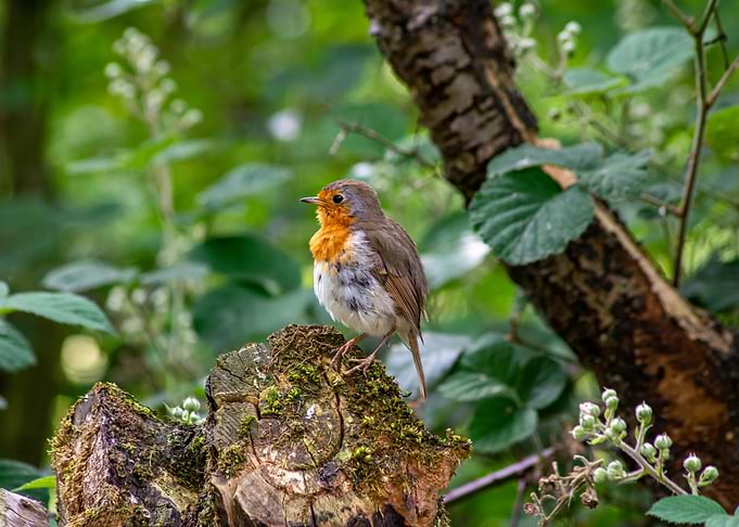 Robin
