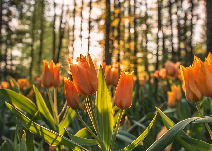 orange tulips