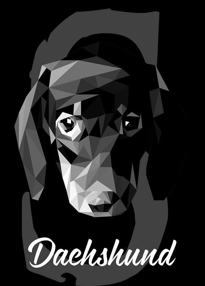 Dachshund