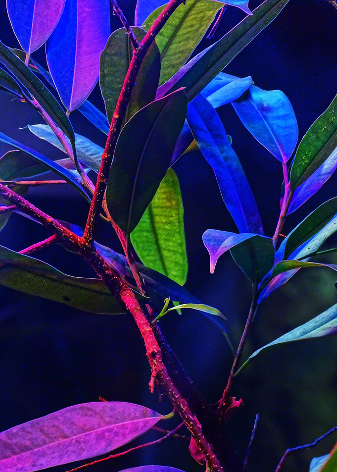 Neon leaves