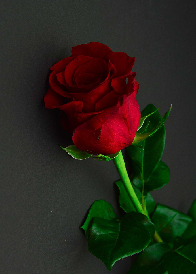 single red rose