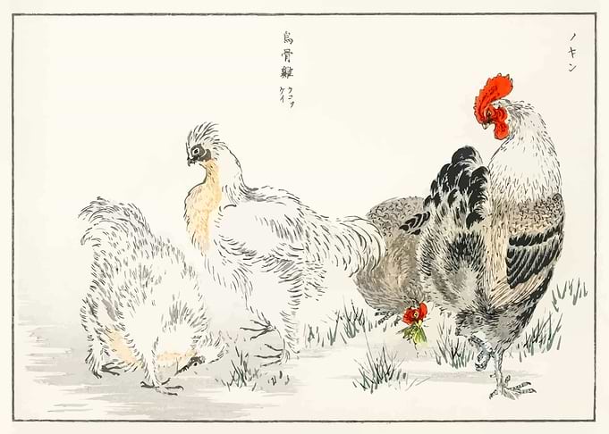 Domestic Fowl