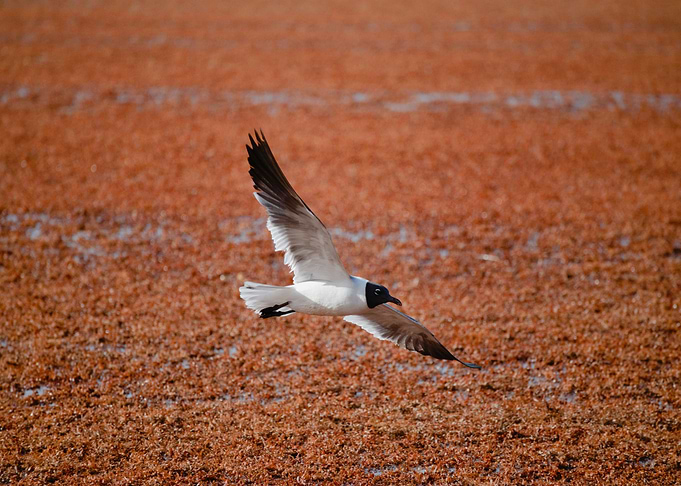 Flying nothing to laugh