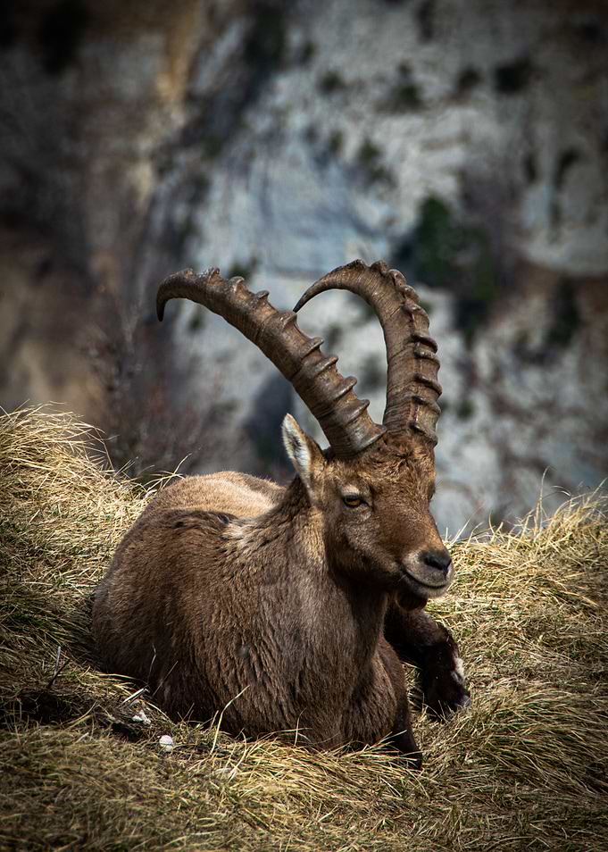 Capricorn