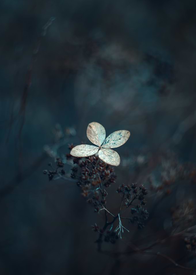 Dark hydrangea flower