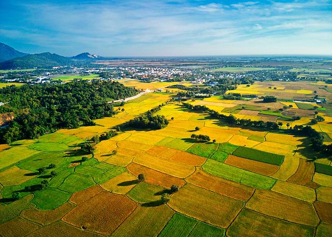 Very nice ripen rice field
