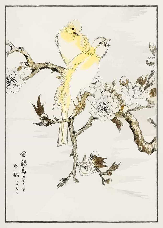 Canary and Peach