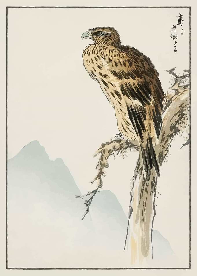 Black eared Kite