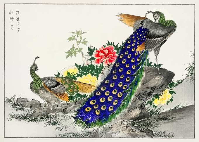 Peacock and Peony