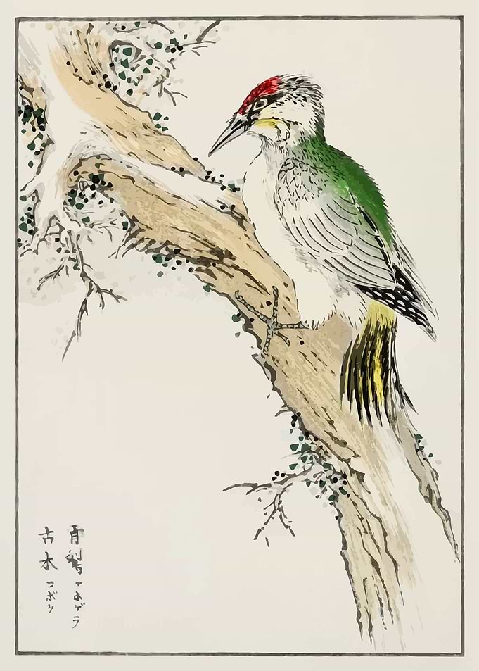 Green Woodpecker