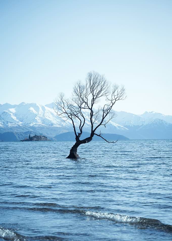 tree in water