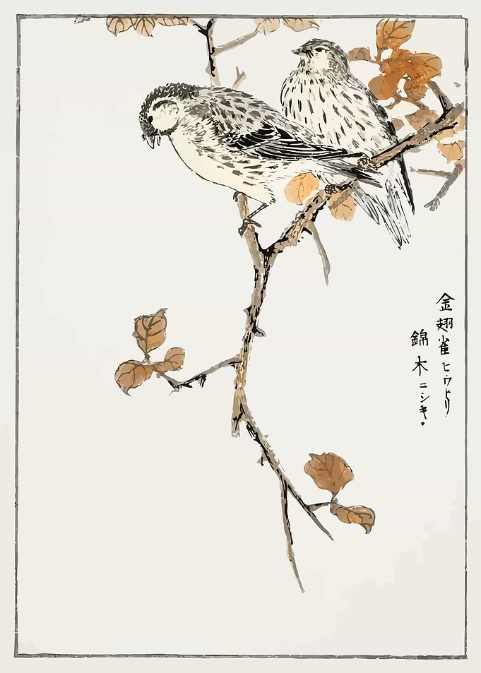 Siskin and Euonymus Alata