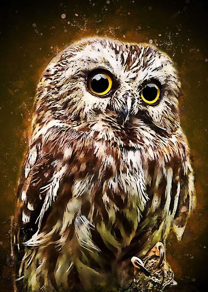 The Owl