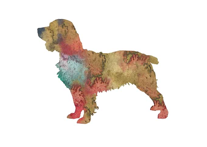 Boykin Spaniel