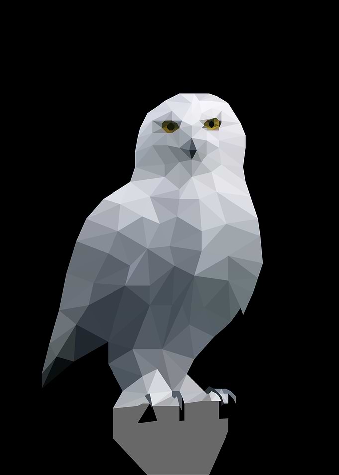 Beautiful Owl