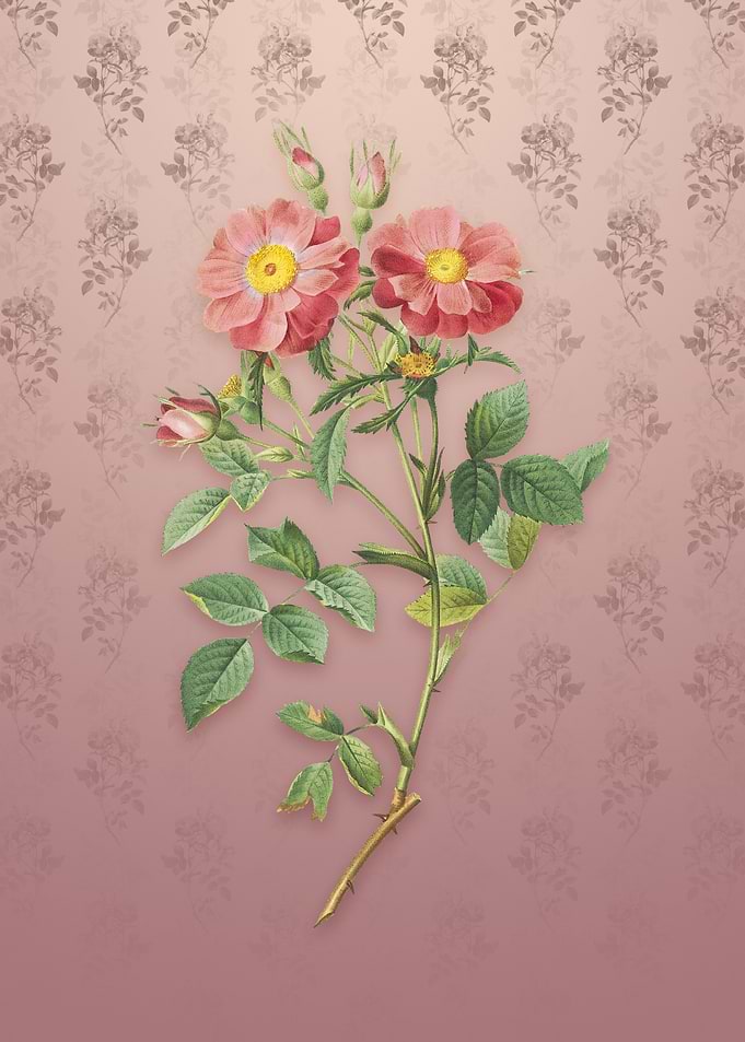 Vintage Sweetbriar Rose