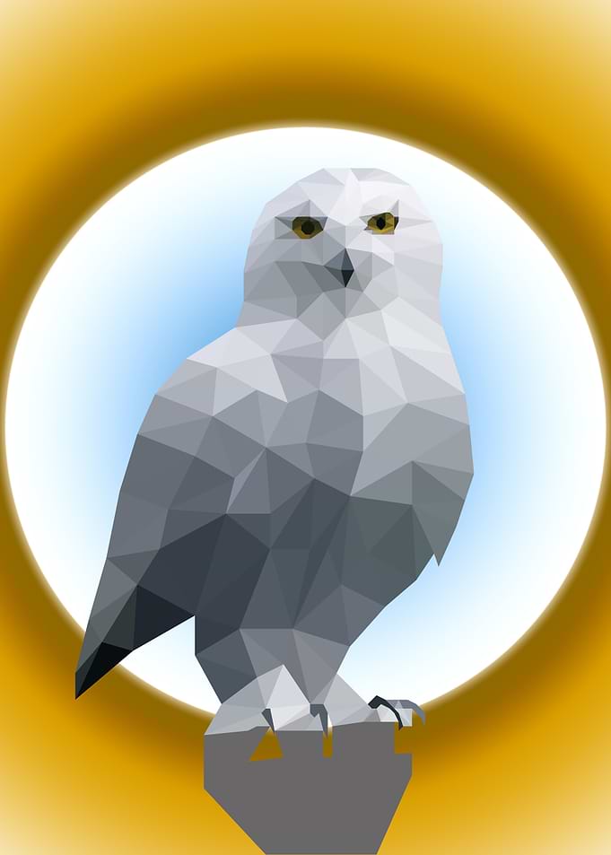 Beautiful Owl