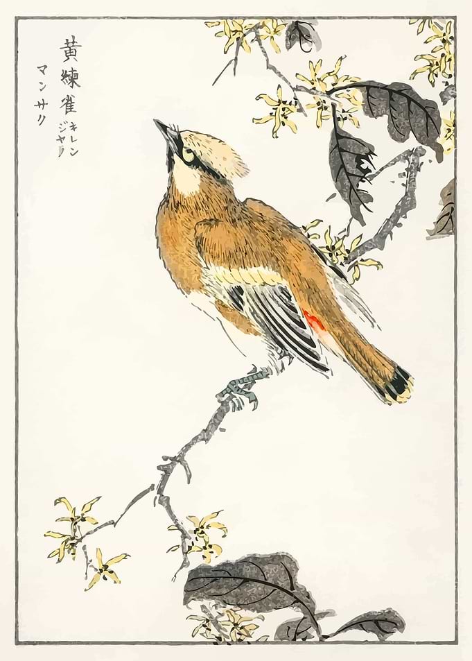 Eastern Waxwing