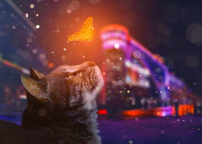 Kitty and butterfly