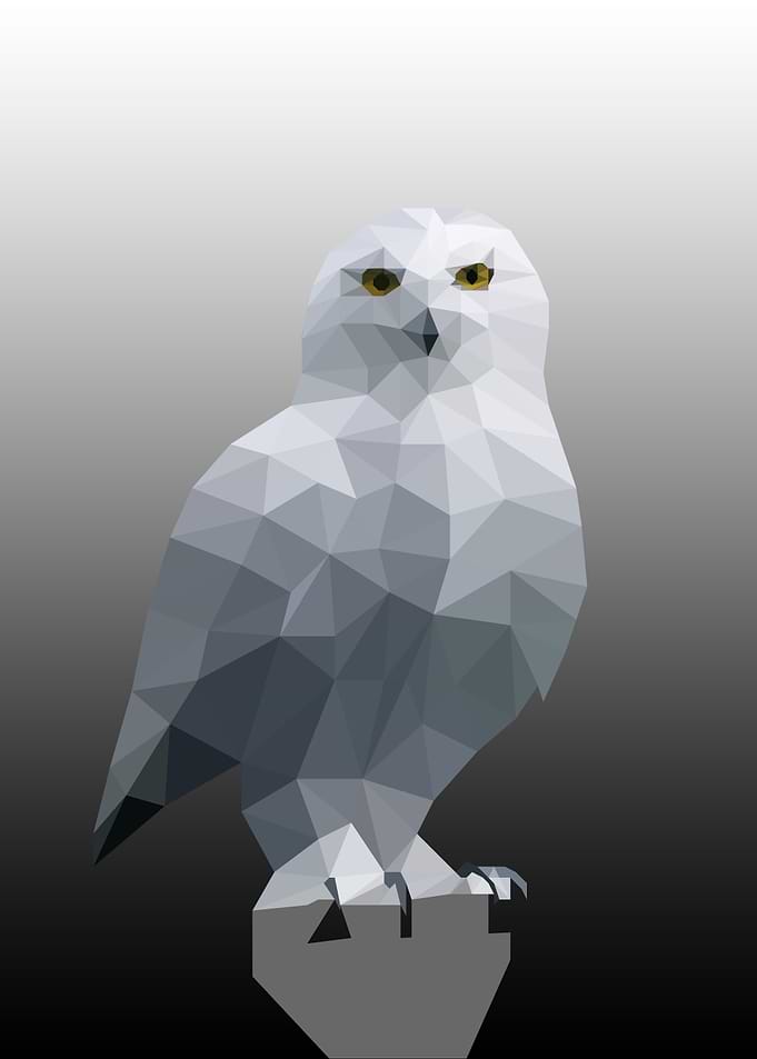 Beautiful Owl