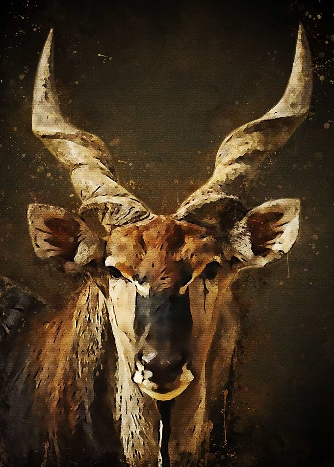 Antelope