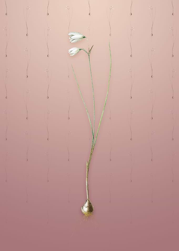Snowbell on Dusty Pink