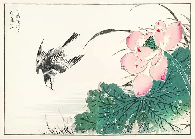 Pied Wagtail and Red Lotus