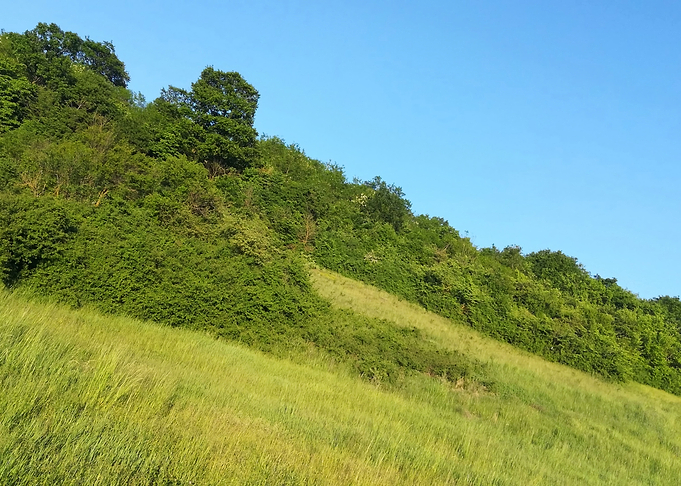 Nature Shot 1