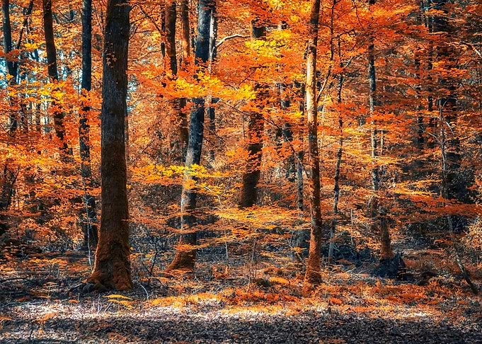 Autumn Vibes