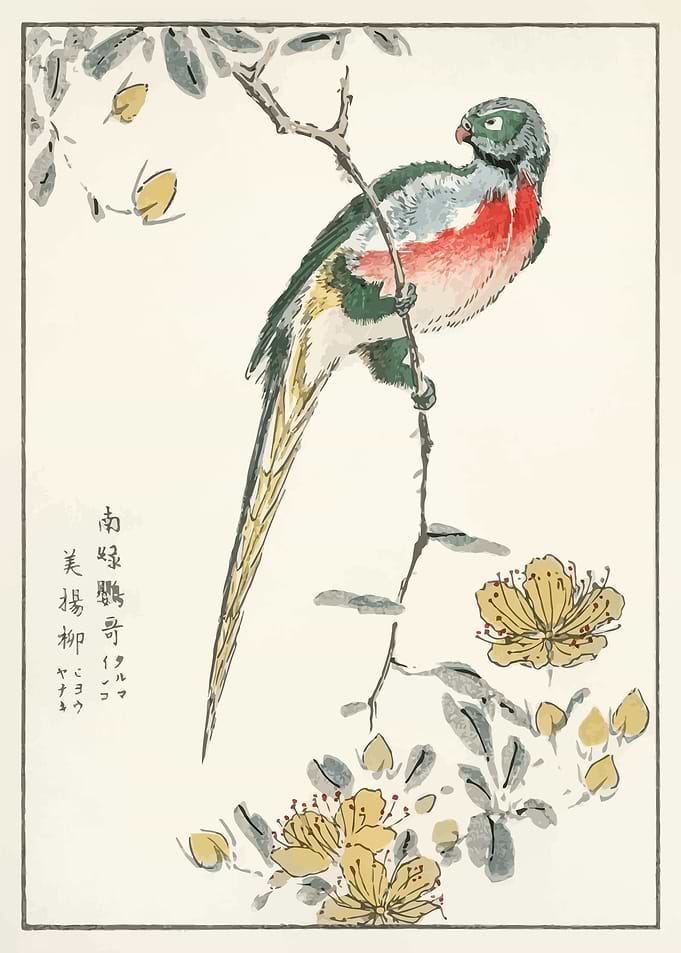 Macaw and Drooping Peach