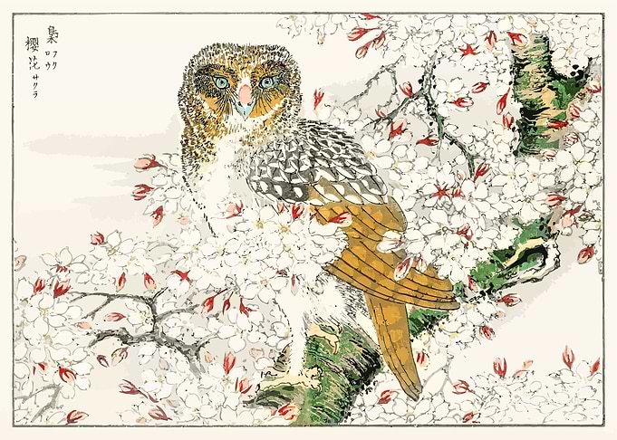 Owl and Cherry Flower