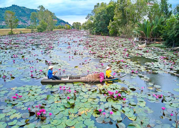 Waterlily flowers on boat
