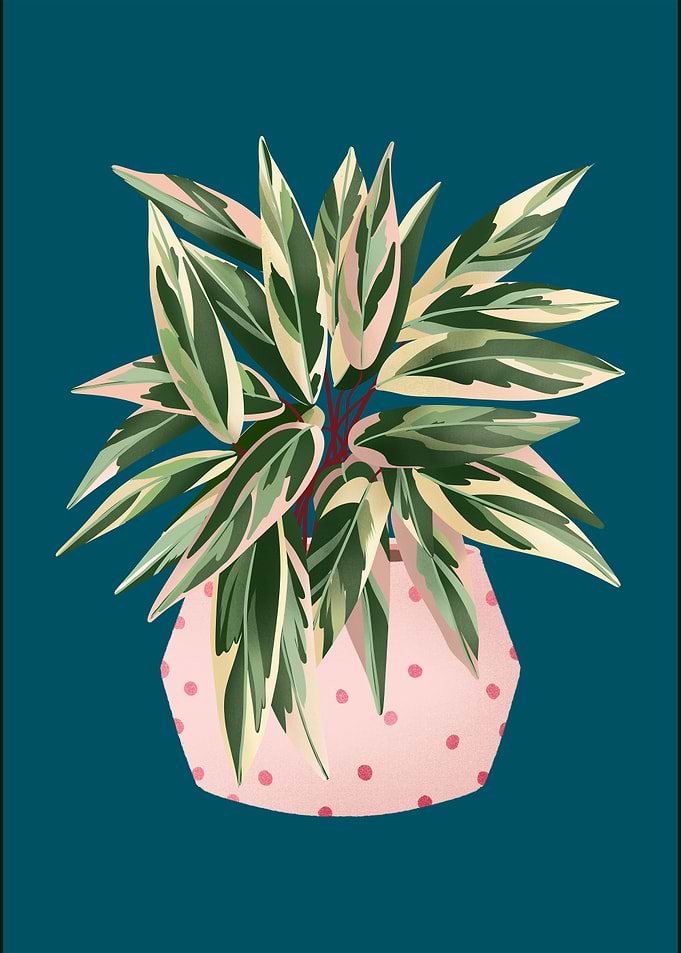 Calathea Triostar Blue