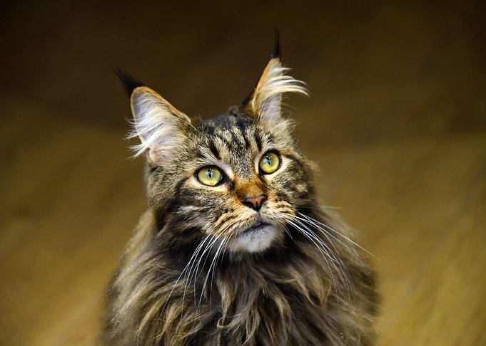 Cute Cat Animal